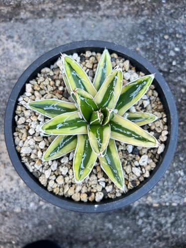 観葉植物 アガベ 笹の雪」の人気商品一覧 | 安い商品を通販サイトから